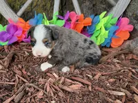 Angel, a female Toy Australian Shepherd for sale in Plato, MO – 9 of 10