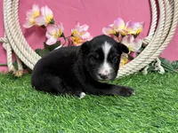 Kitkat, a female Miniature Australian Shepherd for sale in Plato, MO – Photo 5 of 8