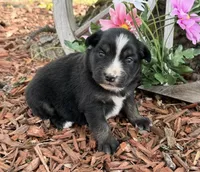 Kitkat, a female Miniature Australian Shepherd for sale in Plato, MO – Photo 1 of 9