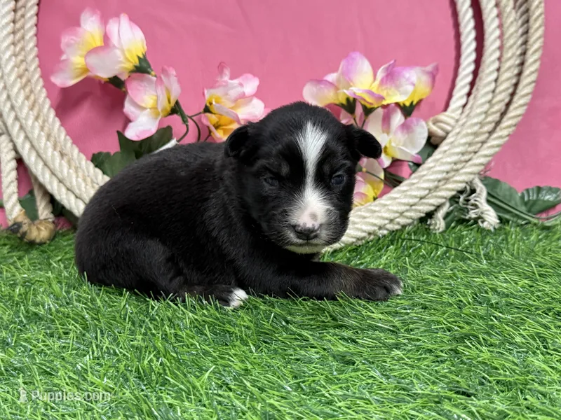 Kitkat – Miniature Australian Shepherd puppy for sale in Plato, MO