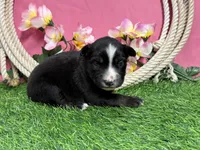Kitkat, a female Miniature Australian Shepherd for sale in Plato, MO – Photo 1 of 8