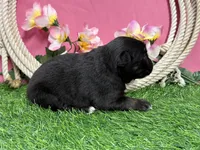 Kitkat, a female Miniature Australian Shepherd for sale in Plato, MO – Photo 8 of 8