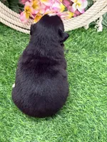 Kitkat, a female Miniature Australian Shepherd for sale in Plato, MO – Photo 4 of 8