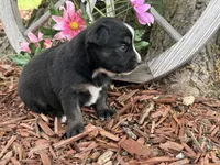 Kitkat, a female Miniature Australian Shepherd for sale in Plato, MO – Photo 9 of 9
