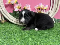 Kitkat, a female Miniature Australian Shepherd for sale in Plato, MO – Photo 3 of 8