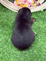 Tootsie, a female Miniature Australian Shepherd for sale in Plato, MO – Photo 5 of 7