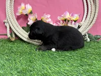 Kitkat, a female Miniature Australian Shepherd for sale in Plato, MO – Photo 6 of 8