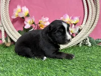 Kitkat, a female Miniature Australian Shepherd for sale in Plato, MO – Photo 2 of 8