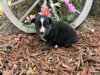 Kitkat, a female Miniature Australian Shepherd for sale in Plato, MO – Photo 8 of 9