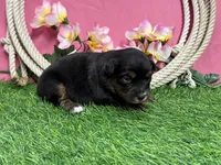 Tootsie, a female Miniature Australian Shepherd for sale in Plato, MO – Photo 2 of 7