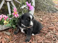 Kitkat, a female Miniature Australian Shepherd for sale in Plato, MO – Photo 3 of 9