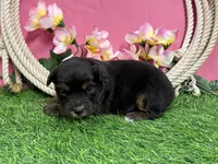 Tootsie, a female Miniature Australian Shepherd for sale in Plato, MO – Photo 3 of 7