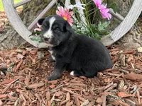Kitkat, a female Miniature Australian Shepherd for sale in Plato, MO – Photo 7 of 9