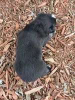 Kitkat, a female Miniature Australian Shepherd for sale in Plato, MO – Photo 5 of 9