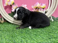 Kitkat, a female Miniature Australian Shepherd for sale in Plato, MO – Photo 7 of 8