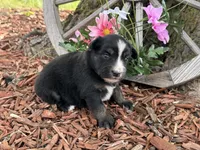 Kitkat, a female Miniature Australian Shepherd for sale in Plato, MO – Photo 4 of 9