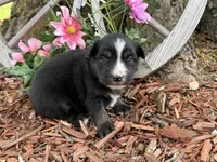 Kitkat, a female Miniature Australian Shepherd for sale in Plato, MO – Photo 6 of 9