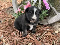 Kitkat, a female Miniature Australian Shepherd for sale in Plato, MO – Photo 2 of 9