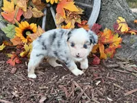 Chase (video on website), a male Toy Australian Shepherd for sale in Plato, MO – 9 of 10