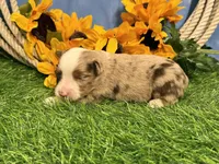 Lane, a male Toy Australian Shepherd for sale in Plato, MO – 4 of 8