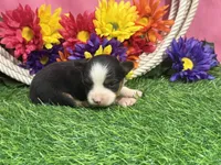 Callie (little), a female Toy Australian Shepherd for sale in Plato, MO – 6 of 9