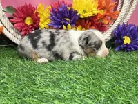 Cricket , a female Toy Australian Shepherd for sale in Plato, MO – 5 of 10