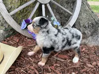 Pistol (Video on Website), a male Toy Australian Shepherd for sale in Plato, MO – 8 of 10