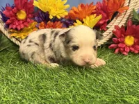 Chase, a male Toy Australian Shepherd for sale in Plato, MO – 7 of 9