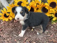Callie (weighs 1lb @ 4wks), a female Toy Australian Shepherd for sale in Plato, MO – 10 of 10