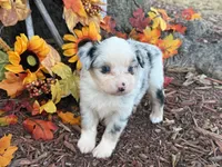 Chase (video on website), a male Toy Australian Shepherd for sale in Plato, MO – 2 of 10
