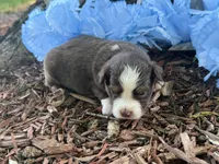 Leo , a male Toy Australian Shepherd for sale in Plato, MO – 9 of 9