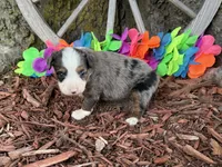 Angel, a female Toy Australian Shepherd for sale in Plato, MO – 10 of 10