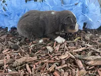 Leo , a male Toy Australian Shepherd for sale in Plato, MO – 7 of 9