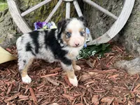 Pistol (Video on Website), a male Toy Australian Shepherd for sale in Plato, MO – 7 of 10