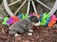 Angel, a female Toy Australian Shepherd for sale in Plato, MO – 6 of 10
