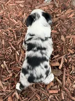 Phoenix ( Video on Website), a male Toy Australian Shepherd for sale in Plato, MO – 5 of 9
