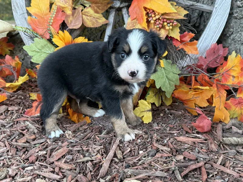 Cody – Toy Australian Shepherd puppy for sale in Plato, MO