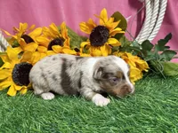 Lola, a female Toy Australian Shepherd for sale in Plato, MO – 5 of 8