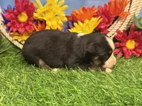 Cody, a male Toy Australian Shepherd for sale in Plato, MO – 3 of 8