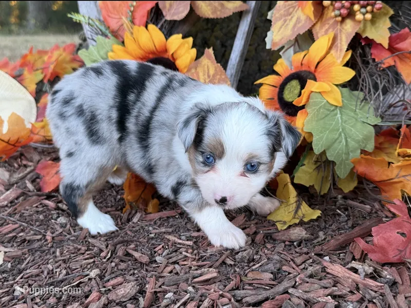 Cricket – Toy Australian Shepherd puppy for sale in Plato, MO