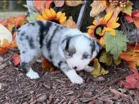 Cricket, a female Toy Australian Shepherd for sale in Plato, MO – 1 of 8