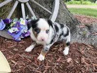 Phoenix ( Video on Website), a male Toy Australian Shepherd for sale in Plato, MO – 2 of 9