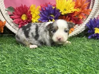 Cricket , a female Toy Australian Shepherd for sale in Plato, MO – 2 of 10