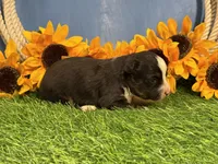 Timber, a male Toy Australian Shepherd for sale in Plato, MO – 8 of 9