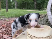 Pistol (Video on Website), a male Toy Australian Shepherd for sale in Plato, MO – 4 of 10