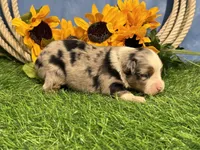 Lincoln, a male Toy Australian Shepherd for sale in Plato, MO – 4 of 8