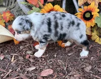 Cricket, a female Toy Australian Shepherd for sale in Plato, MO – 5 of 8