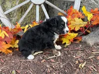 Timber (Video on Website), a male Toy Australian Shepherd for sale in Plato, MO – 7 of 10