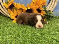 Leo (Little), a male Toy Australian Shepherd for sale in Plato, MO – 4 of 8