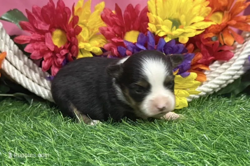 Callie (little) – Toy Australian Shepherd puppy for sale in Plato, MO